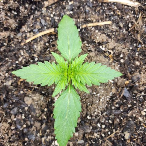 Yoko growlog timeline photo