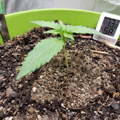 Yoko growlog timeline photo