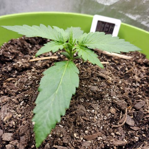 Yoko growlog timeline photo