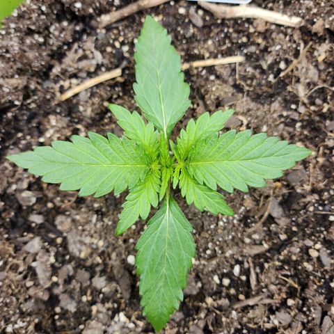 Yoko growlog timeline photo