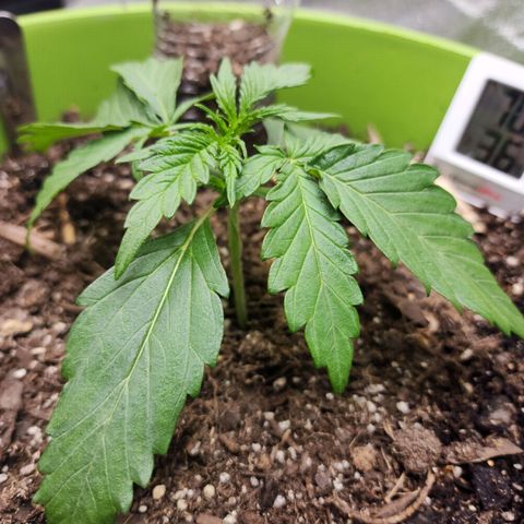 Yoko growlog timeline photo