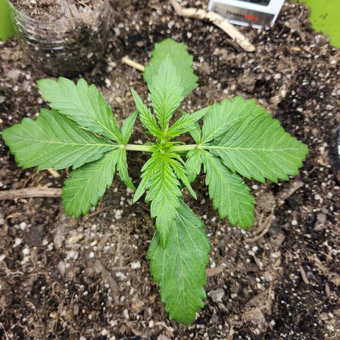 Yoko growlog timeline photo
