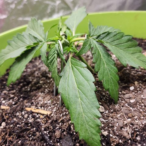 Yoko growlog photo: Started some light training
