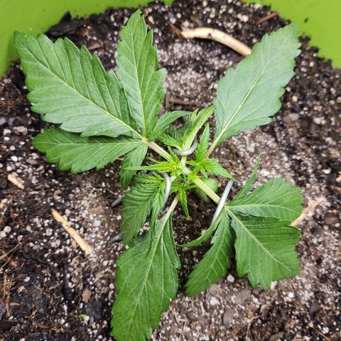 Yoko growlog photo: Started some light training