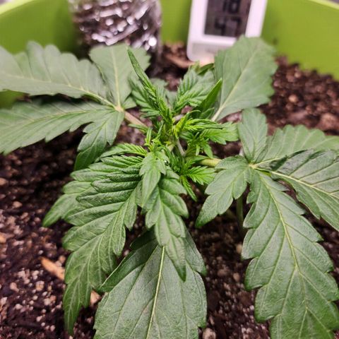 Yoko growlog timeline photo