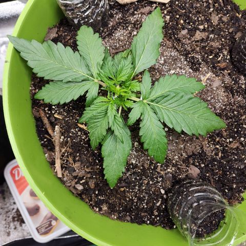 Yoko growlog timeline photo