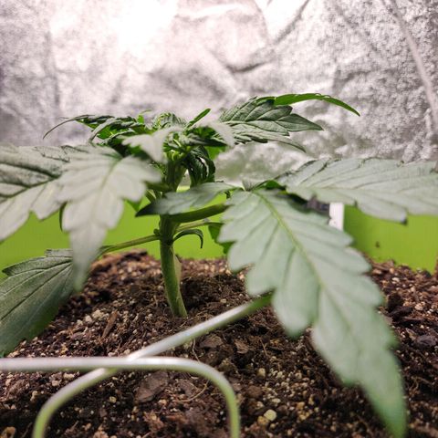 Yoko growlog timeline photo
