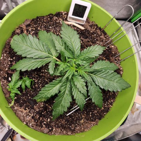 Yoko growlog timeline photo