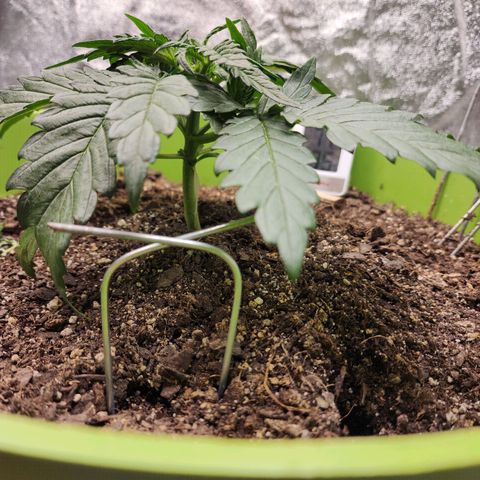Yoko growlog photo: She's  bulking UP