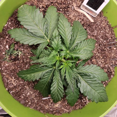 Yoko growlog photo: She's  bulking UP