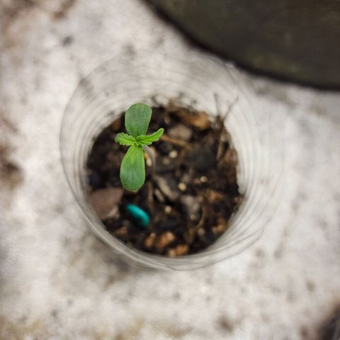 Cassiopeia growlog timeline photo