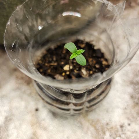 Marceline growlog timeline photo