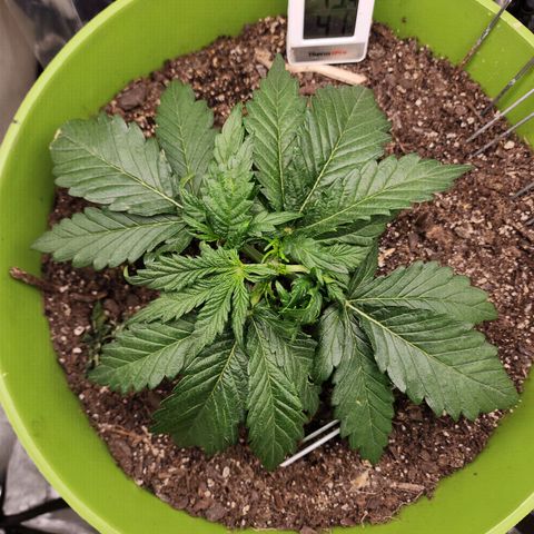 Yoko growlog timeline photo