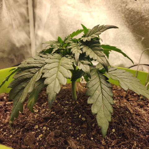 Yoko growlog timeline photo