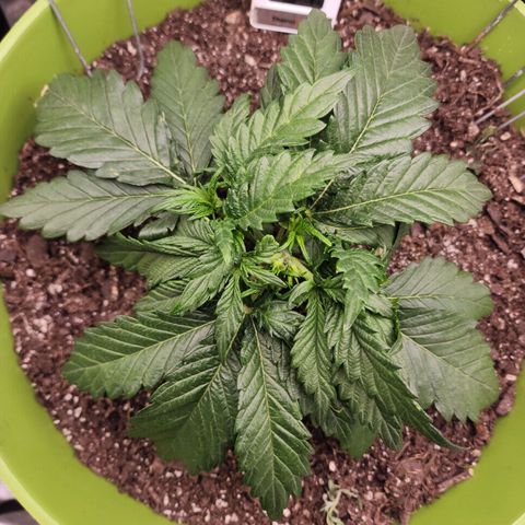 Yoko growlog timeline photo