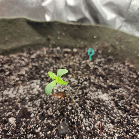 Cassiopeia growlog timeline photo