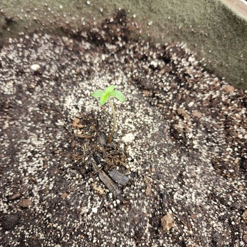 Marceline growlog photo: Transplanted to a 3gal pot!