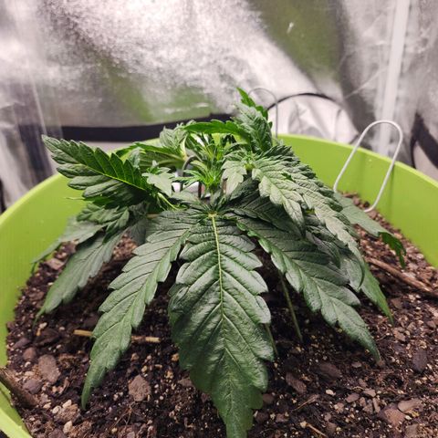 Yoko growlog timeline photo