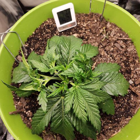 Yoko growlog timeline photo