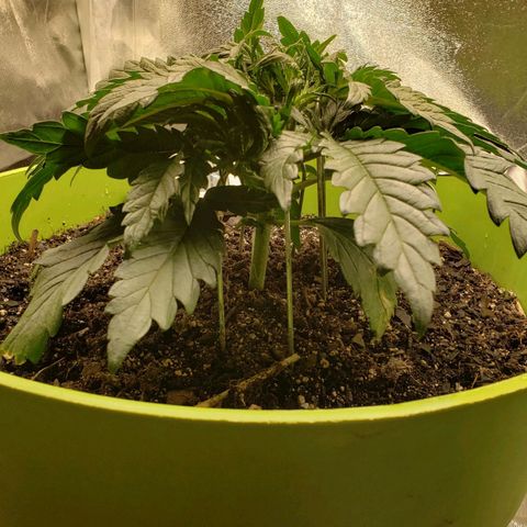 Yoko growlog timeline photo
