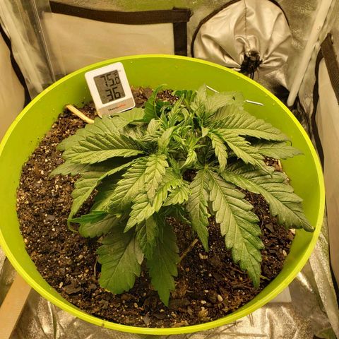 Yoko growlog timeline photo