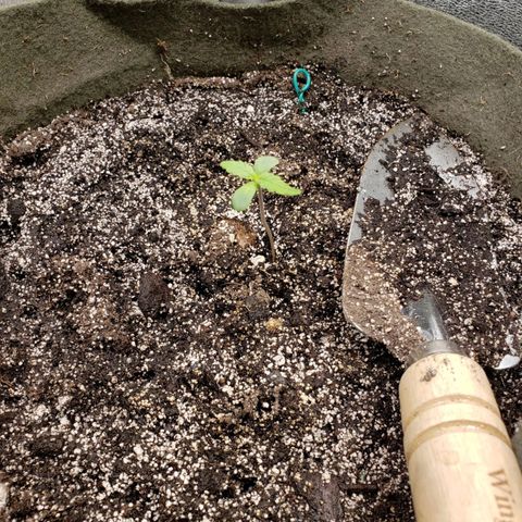 Cassiopeia growlog timeline photo