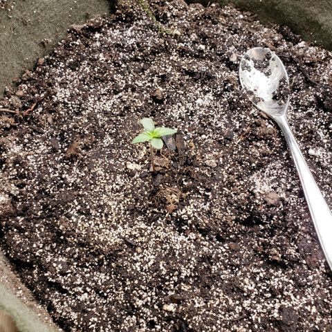 Marceline growlog timeline photo
