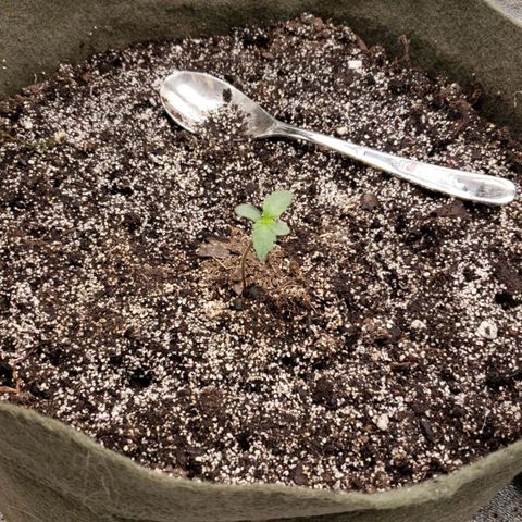 Marceline growlog timeline photo