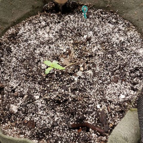 Cassiopeia growlog timeline photo