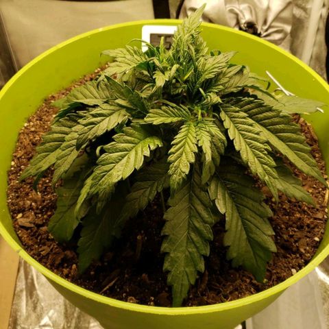 Yoko growlog timeline photo