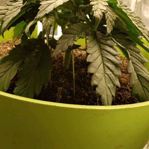 Yoko growlog timeline photo