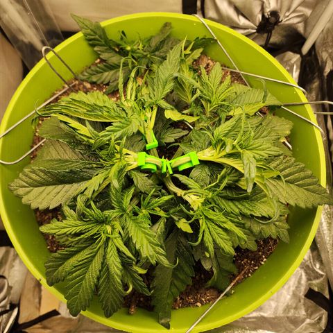 Yoko growlog photo: Clipped some of her flexible stems, trimmed a bit. 