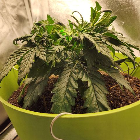 Yoko growlog timeline photo