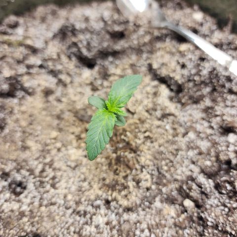 Marceline growlog timeline photo