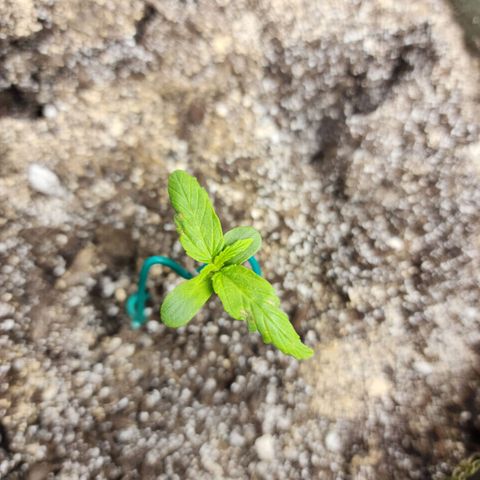 Cassiopeia growlog photo: I think those are nute burn spots. Whoops!
