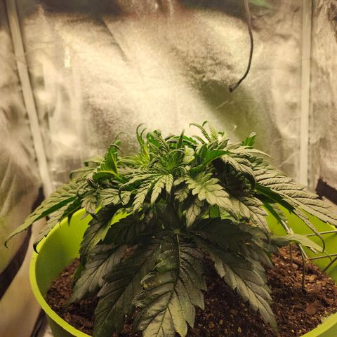 Yoko growlog timeline photo
