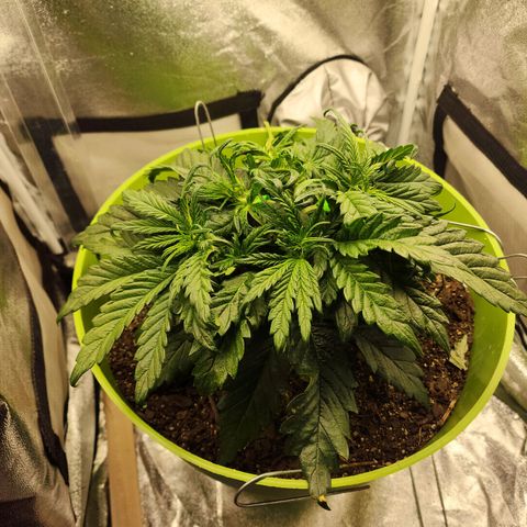 Yoko growlog timeline photo