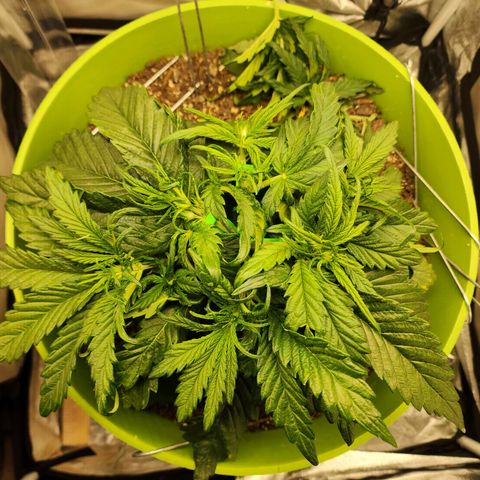 Yoko growlog timeline photo