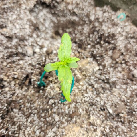 Cassiopeia growlog timeline photo