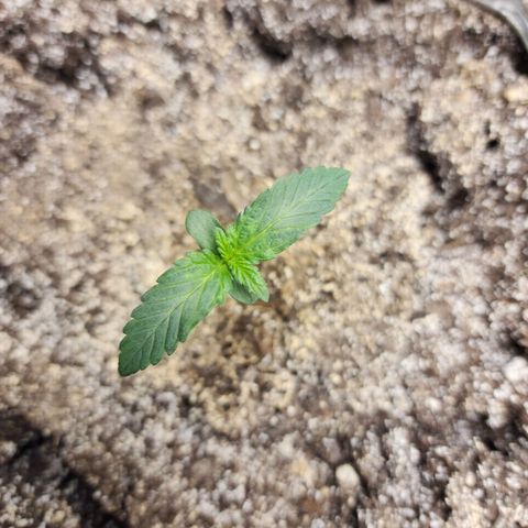 Marceline growlog timeline photo