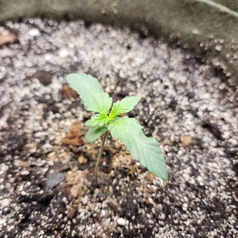 Marceline growlog timeline photo