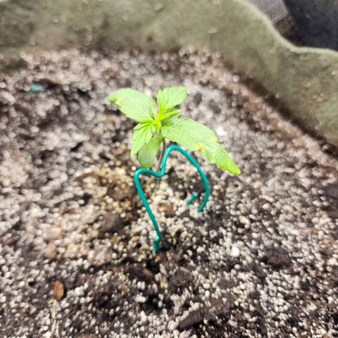 Cassiopeia growlog timeline photo