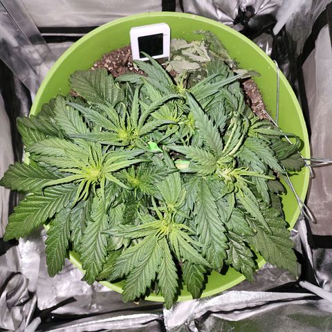 Yoko growlog timeline photo