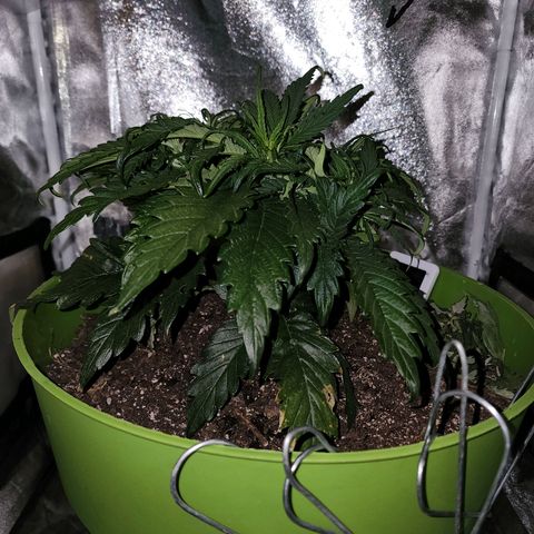 Yoko growlog timeline photo