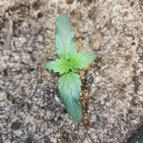 Marceline growlog timeline photo