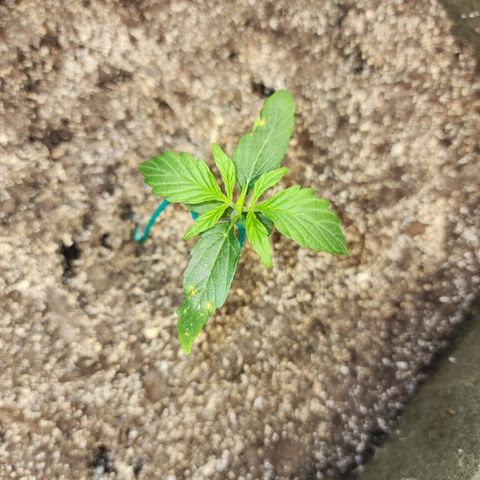 Cassiopeia growlog timeline photo