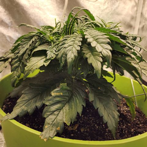 Yoko growlog timeline photo