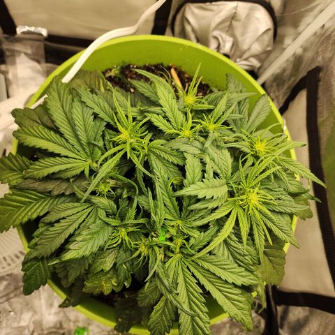 Yoko growlog timeline photo