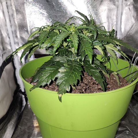 Yoko growlog timeline photo