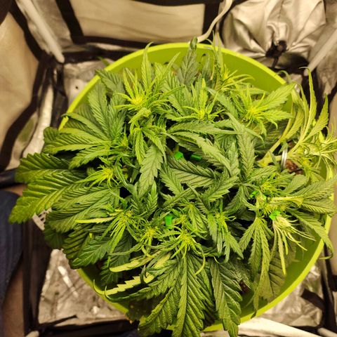 Yoko growlog photo: Coming into the new year strong!